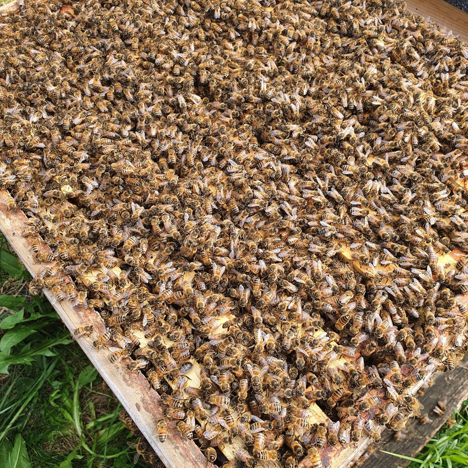 Apis mellifera ligustica Apiarist OÜ kasvatatud itaalia rassi mesilased.